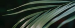 Cuidados de plantas de interior: Kentia hawea